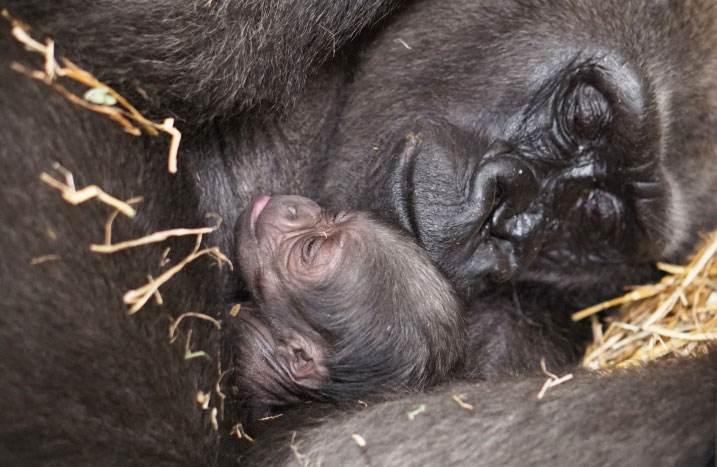 Western lowland gorilla mom and baby