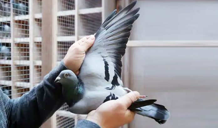 pigeon named New Kim.jpg new