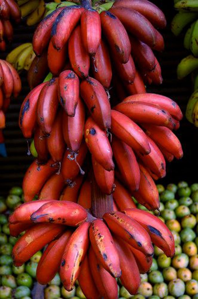 Red Banana Sevvazhai