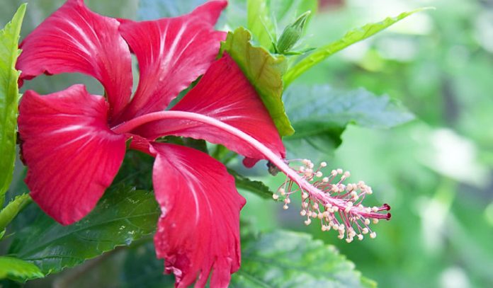 Red Hibiscus 752x440 1