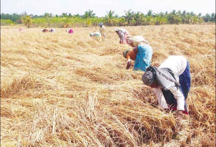 202002110133032729 Farmers woes due to lack of machinery for paddy harvesting SECVPF