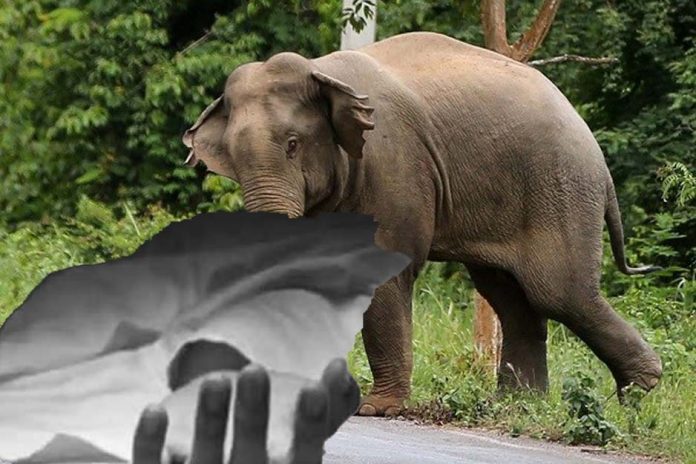 elephant attacked young man copy