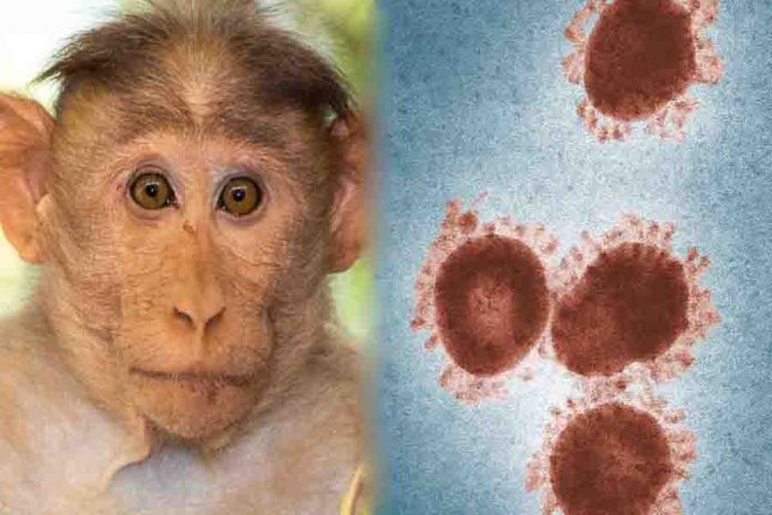 monkey b virus updatenes360
