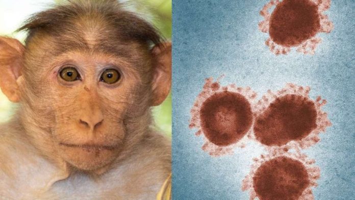 1020211 monkey b virus